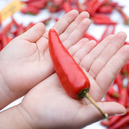 붉은노을 HACCP인증 100% 국내산 청결 고춧가루 (고추장/소스용) 보통맛