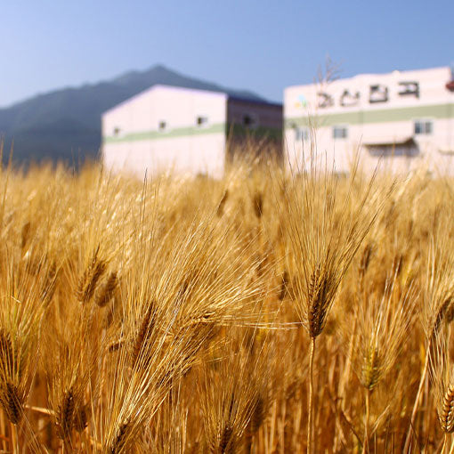 유기농 순한 보리차 (국산) - 아기, 임산부도 안심하고 마시는 우리 가족 건강차