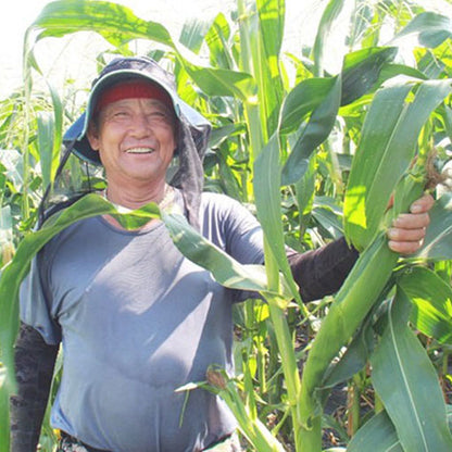 국산 옥수수차 non-GMO 온 가족이 마시는 구수한 식수대용 건강차