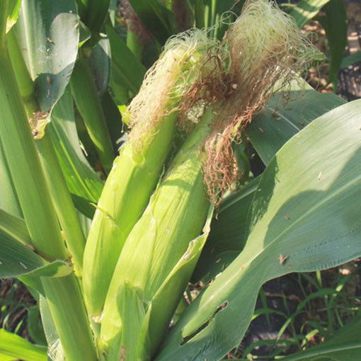 국산 옥수수차 non-GMO 온 가족이 마시는 구수한 식수대용 건강차